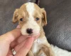 Cockapoo