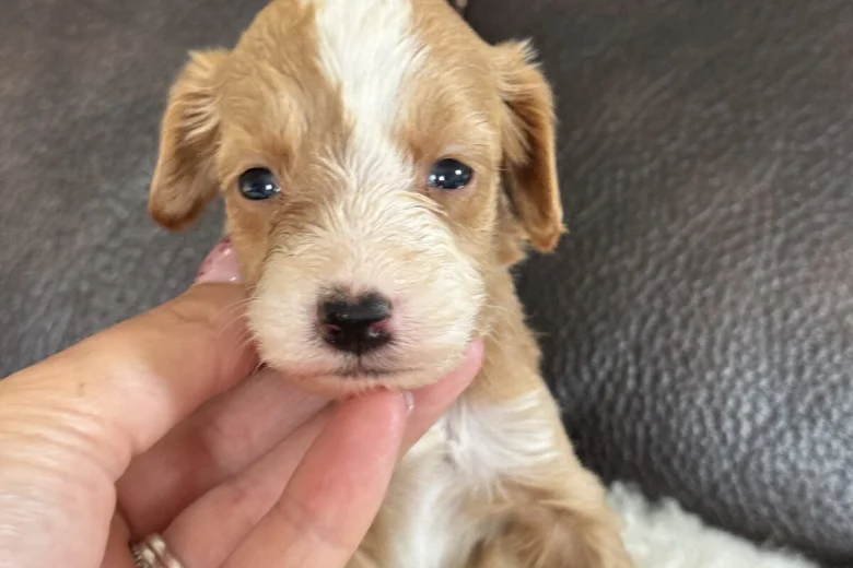 Cockapoo
