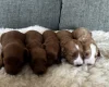 Cockapoo