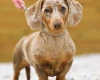 Dachshund (Miniature Smooth Haired)