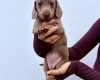 Dachshund (Miniature Smooth Haired)