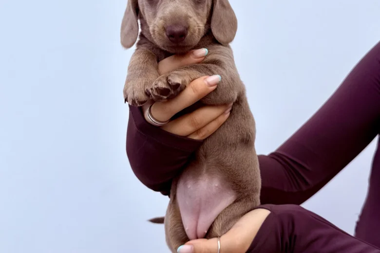 Dachshund (Miniature Smooth Haired)