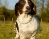 Dachshund (Miniature Smooth Haired)