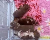 Dachshund (Miniature Smooth Haired)