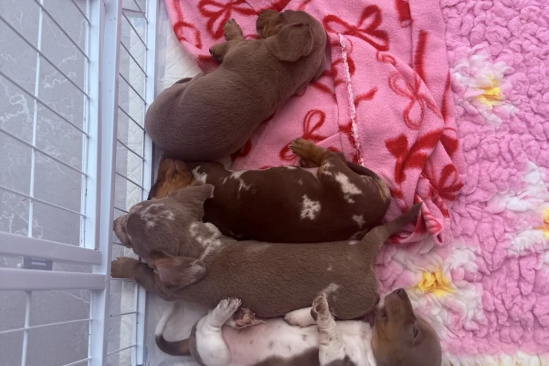 Dachshund (Miniature Smooth Haired)