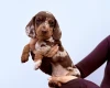 Dachshund (Miniature Smooth Haired)