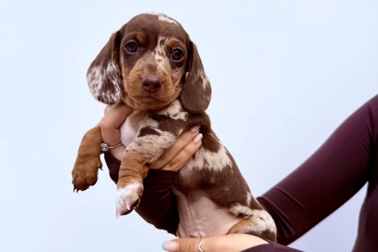 Dachshund (Miniature Smooth Haired)