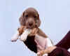 Dachshund (Miniature Smooth Haired)
