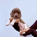 Dachshund (Miniature Smooth Haired)