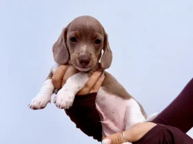 Dachshund (Miniature Smooth Haired)