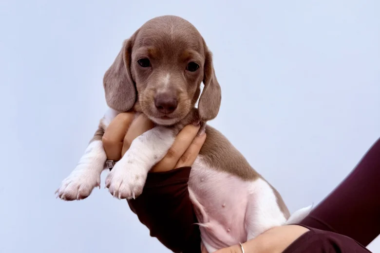 Dachshund (Miniature Smooth Haired)