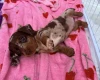 Dachshund (Miniature Smooth Haired)