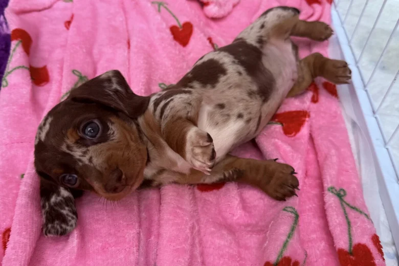 Dachshund (Miniature Smooth Haired)