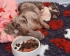 Dachshund (Miniature Smooth Haired)