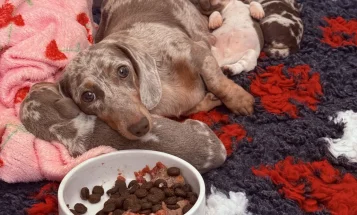 Dachshund (Miniature Smooth Haired)