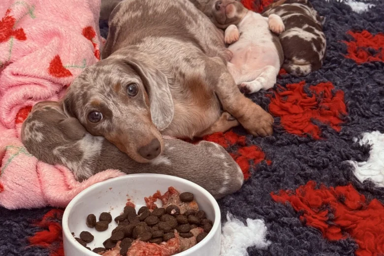 Dachshund (Miniature Smooth Haired)