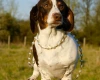 Dachshund (Miniature Smooth Haired)