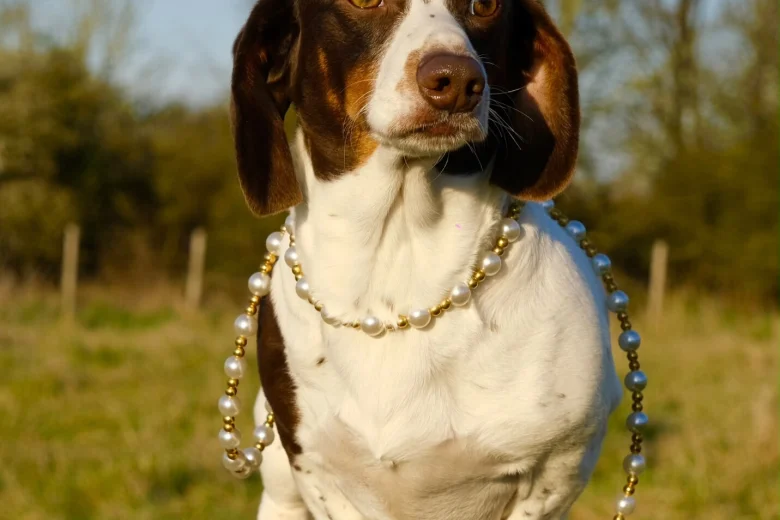 Dachshund (Miniature Smooth Haired)