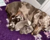 Dachshund (Miniature Smooth Haired)
