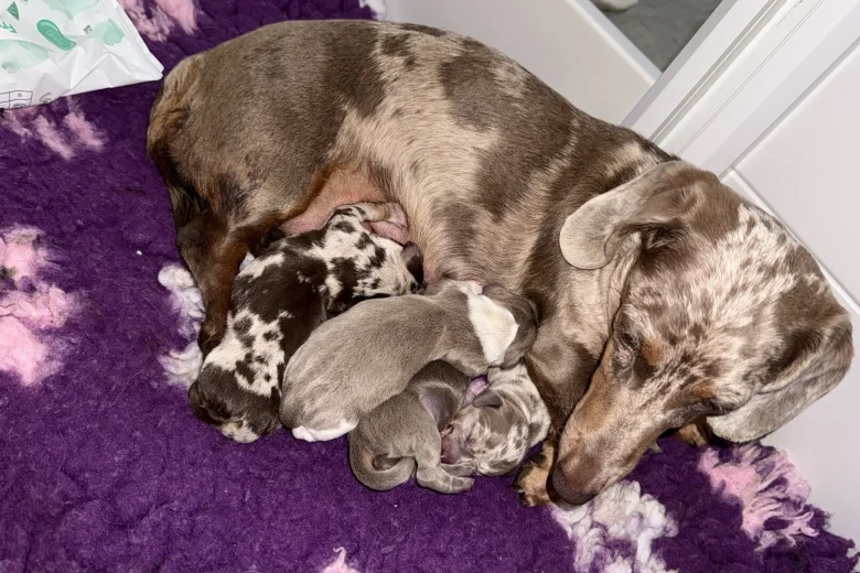 Dachshund (Miniature Smooth Haired)