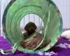 Dachshund (Miniature Smooth Haired)