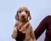 Dachshund (Miniature Smooth Haired)