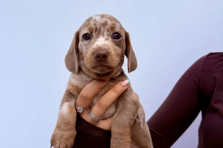 Dachshund (Miniature Smooth Haired)