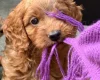 Cavapoo