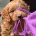 Cavapoo