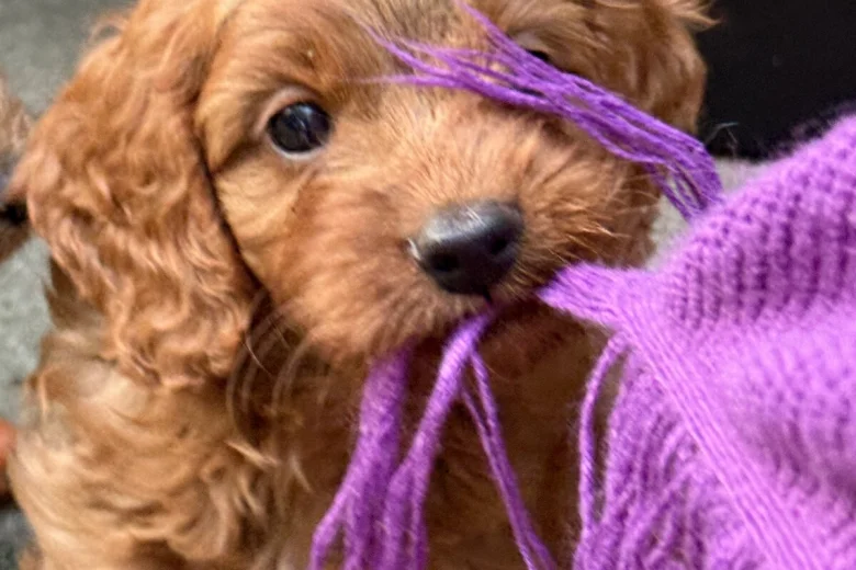 Cavapoo