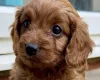 Cavapoo