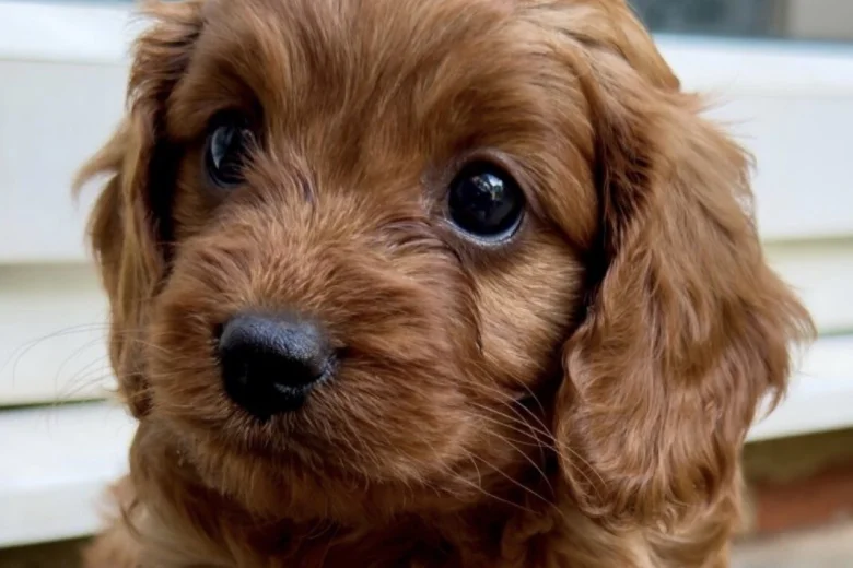Cavapoo