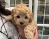 Cavapoo