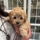 Cavapoo