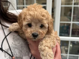 Cavapoo