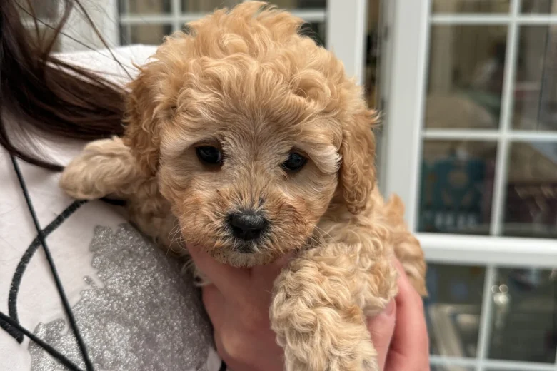 Cavapoo