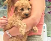 Cavapoo