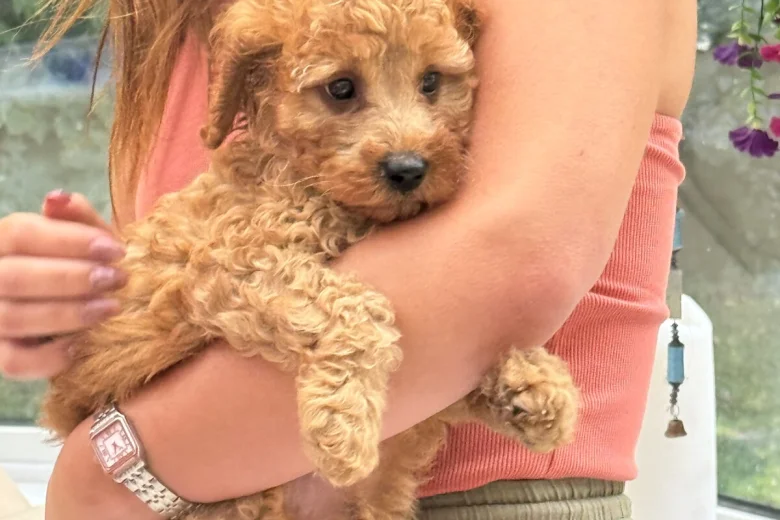 Cavapoo