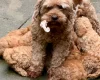 Cavapoo