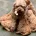Cavapoo