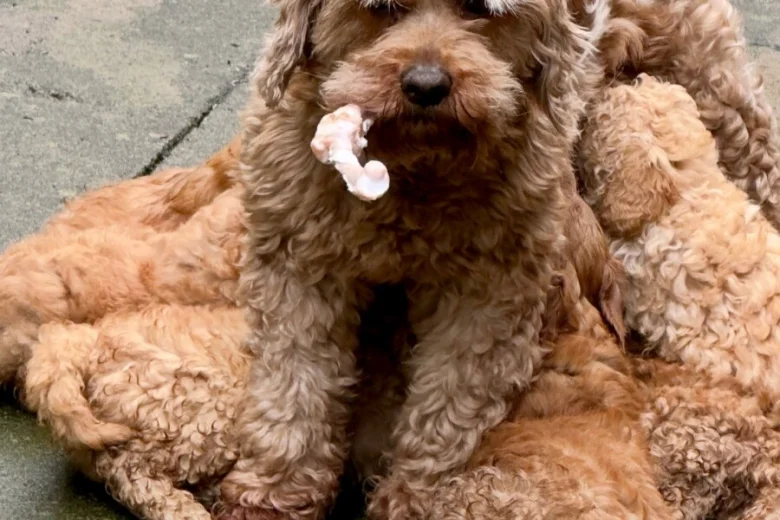 Cavapoo