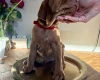 Hungarian Vizsla