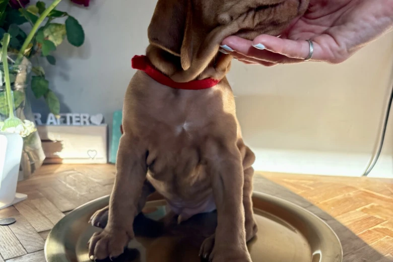 Hungarian Vizsla
