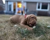 Hungarian Vizsla