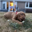 Hungarian Vizsla