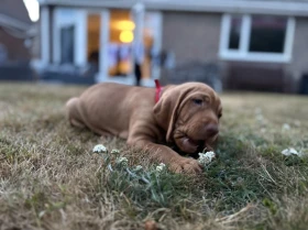 Hungarian Vizsla