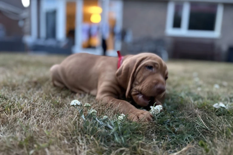 Hungarian Vizsla