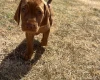 Hungarian Vizsla