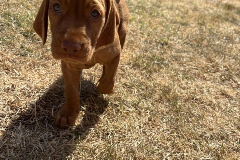 Hungarian Vizsla