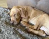 Hungarian Vizsla